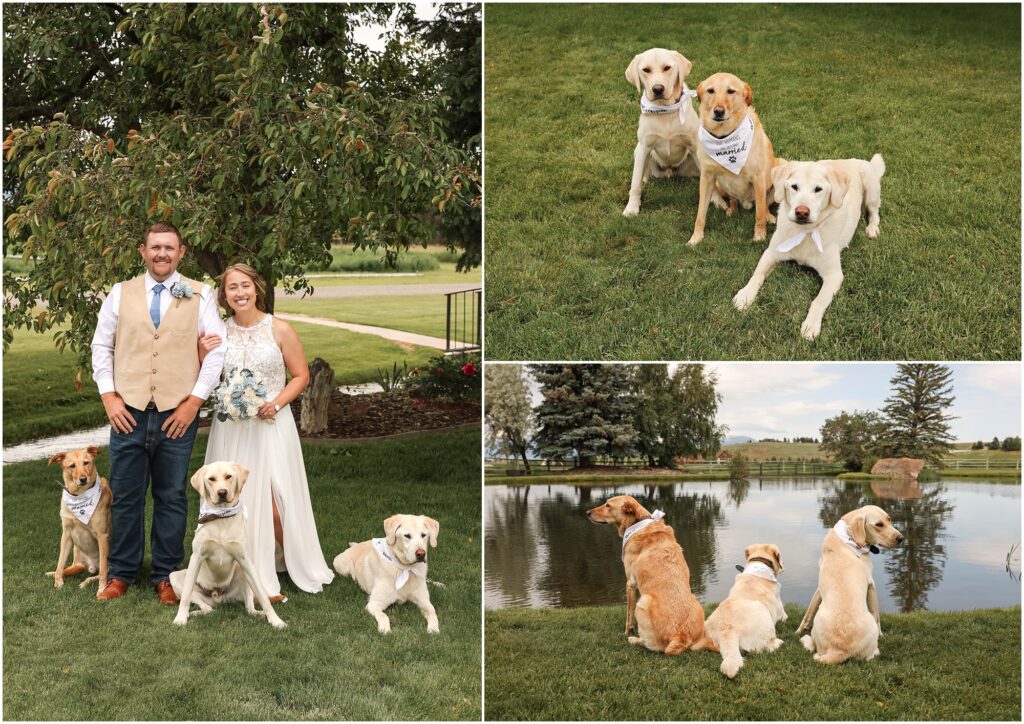 Intimate Bozeman Wedding - Bride & Groom with their Labrador Dogs