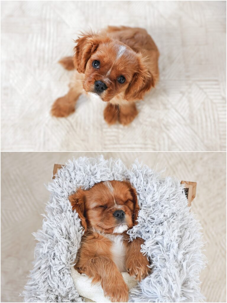Billings Dog Photographer King Charles Cavalier Spaniel