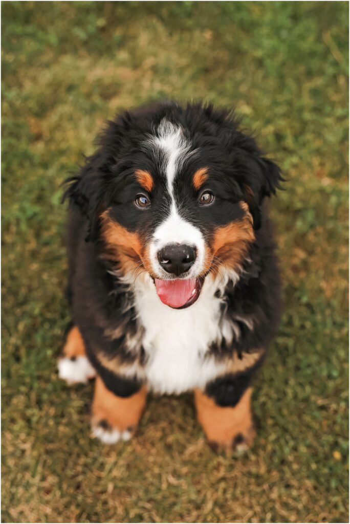 Billings Dog Photographer Bernese Mountain Dog