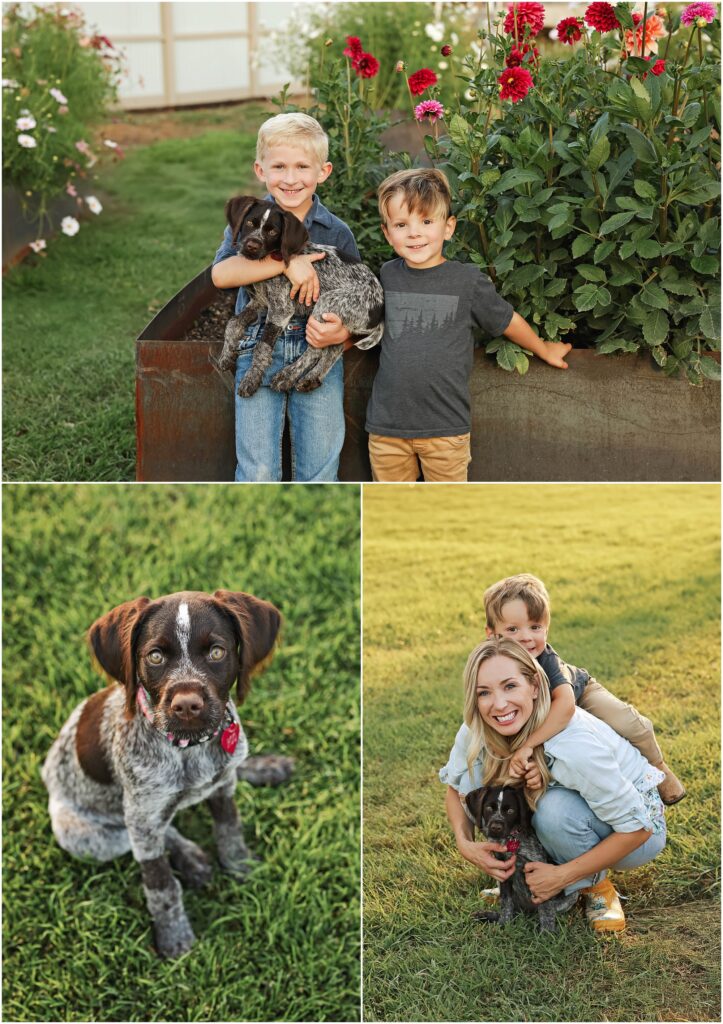 Billings Dog Photographer German Pointer Puppy