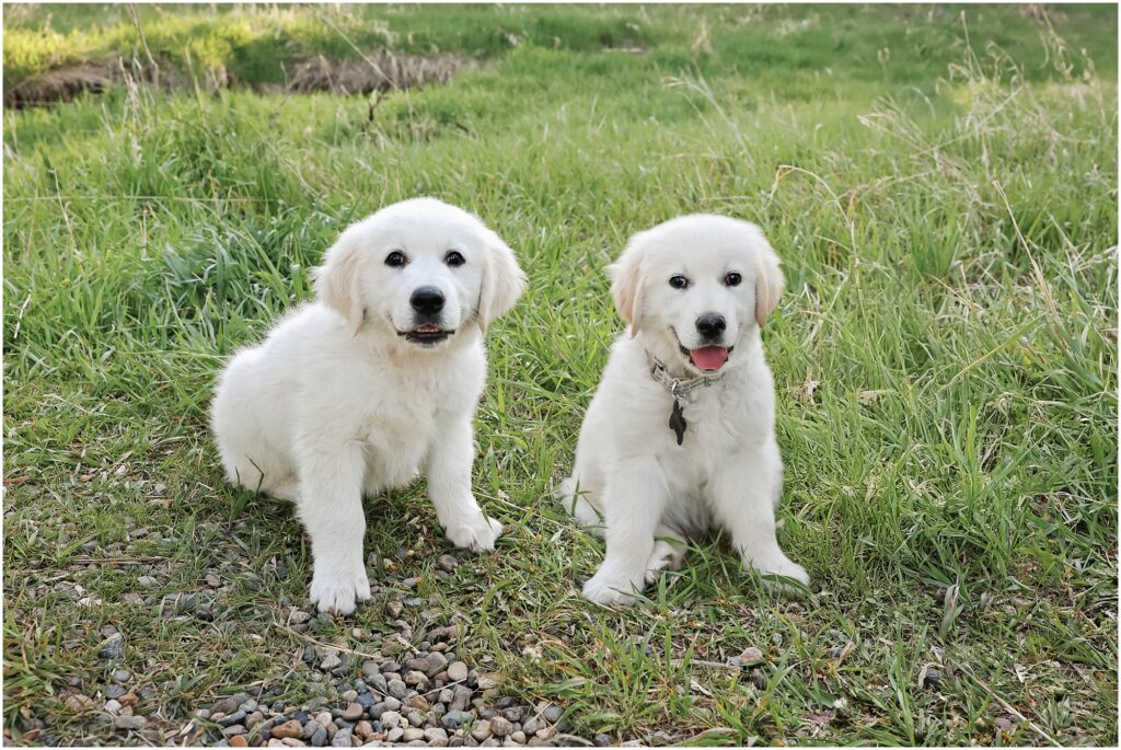 Billings Dog Photographer Golden Retriever Puppies
