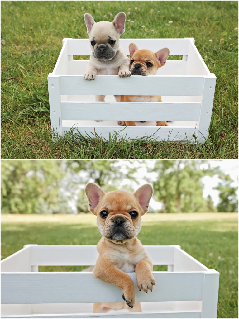 Billings Dog Photographer French Bulldog Puppies