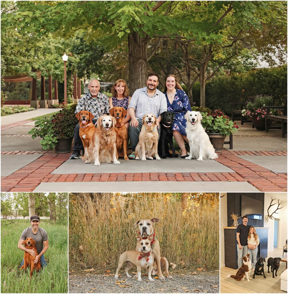 Billings Dog Photographer Golden Retrievers and Labradors