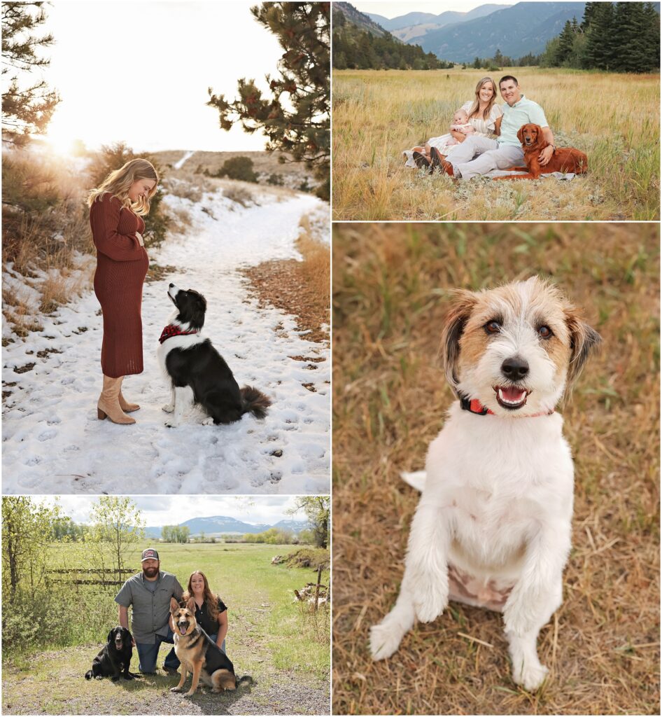 Billings Dog Photographer Outdoor Pet Portraits