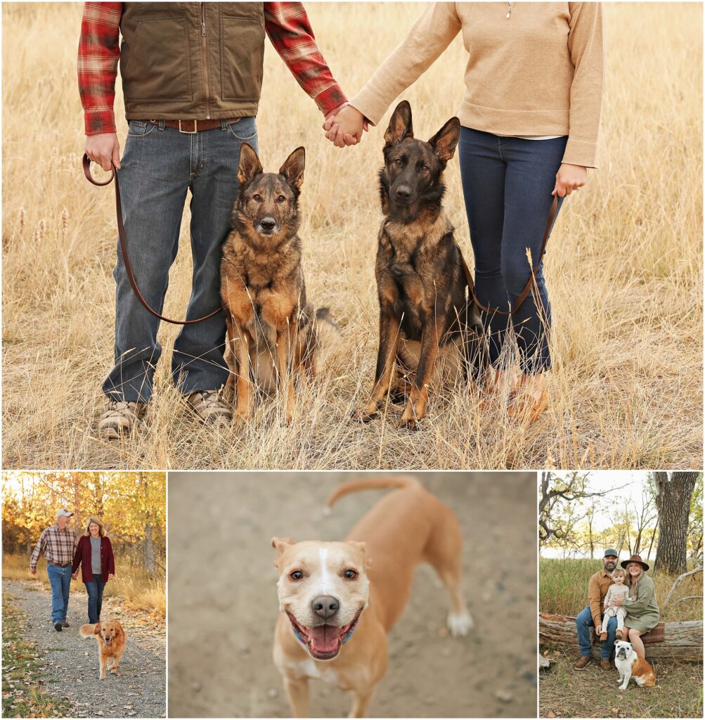 Billings Dog Photographer Outdoor Pet Portraits