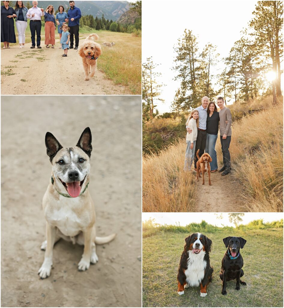 Billings Dog Photographer Outdoor Pet Portraits